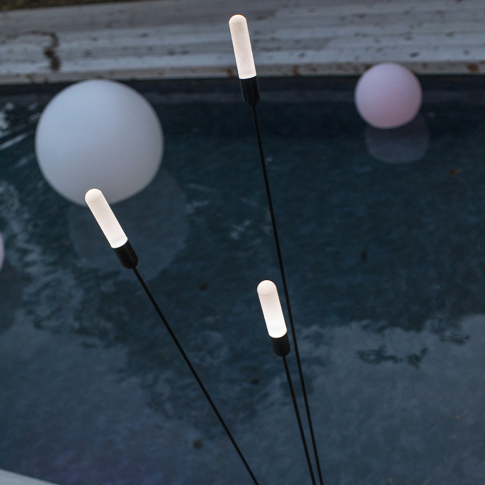 REEDS – LUMISKY.COM